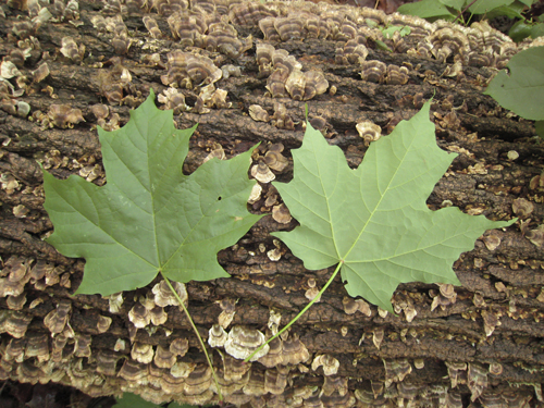 sugar maple leaf cross section