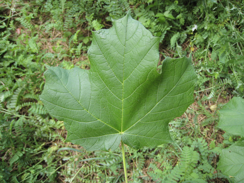 Black Maple Acer Saccharum Var Nigrum The Arboretum   Blacey Db Jun6 65 500w 