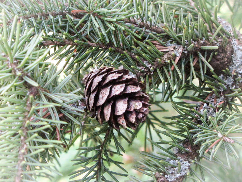 black spruce