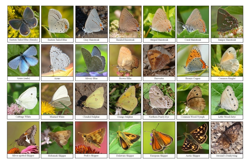 Selection of various butterflies