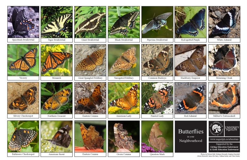 Selection of various butterflies