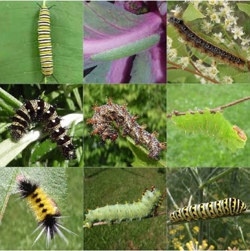 catterpillar Quiz