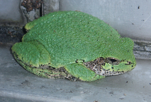 Gray Treefrog