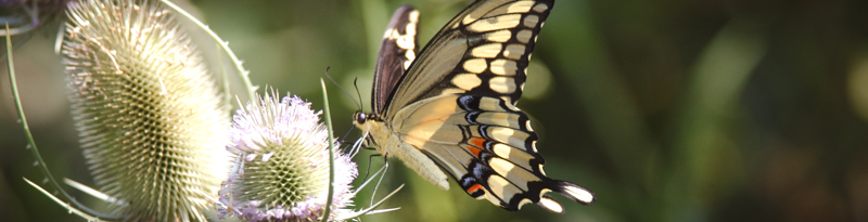 swallowtail on flower