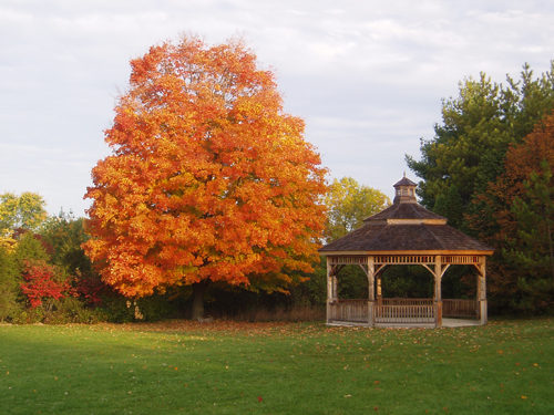 Sugar Maple.