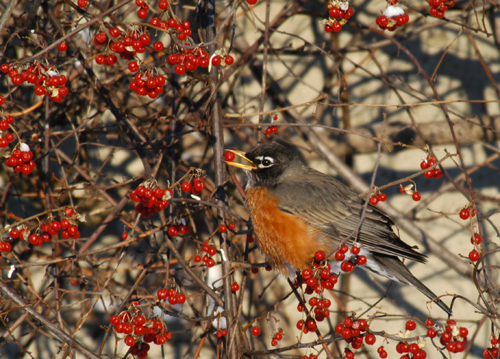 American Robin