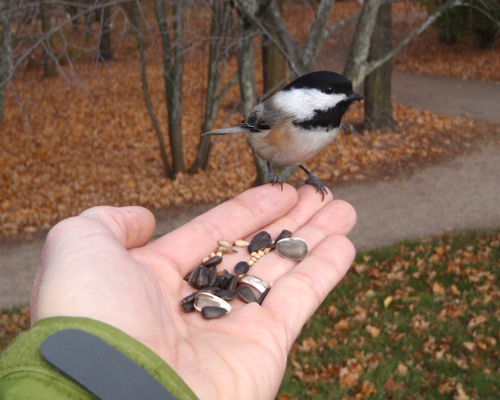 Black-capped Chickadee