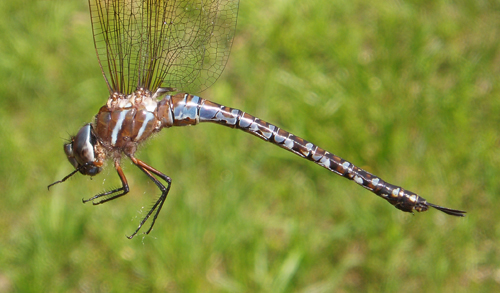 Spatterdock Darner