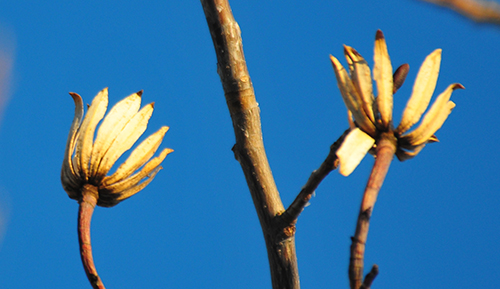 Tulip Tree Flowers