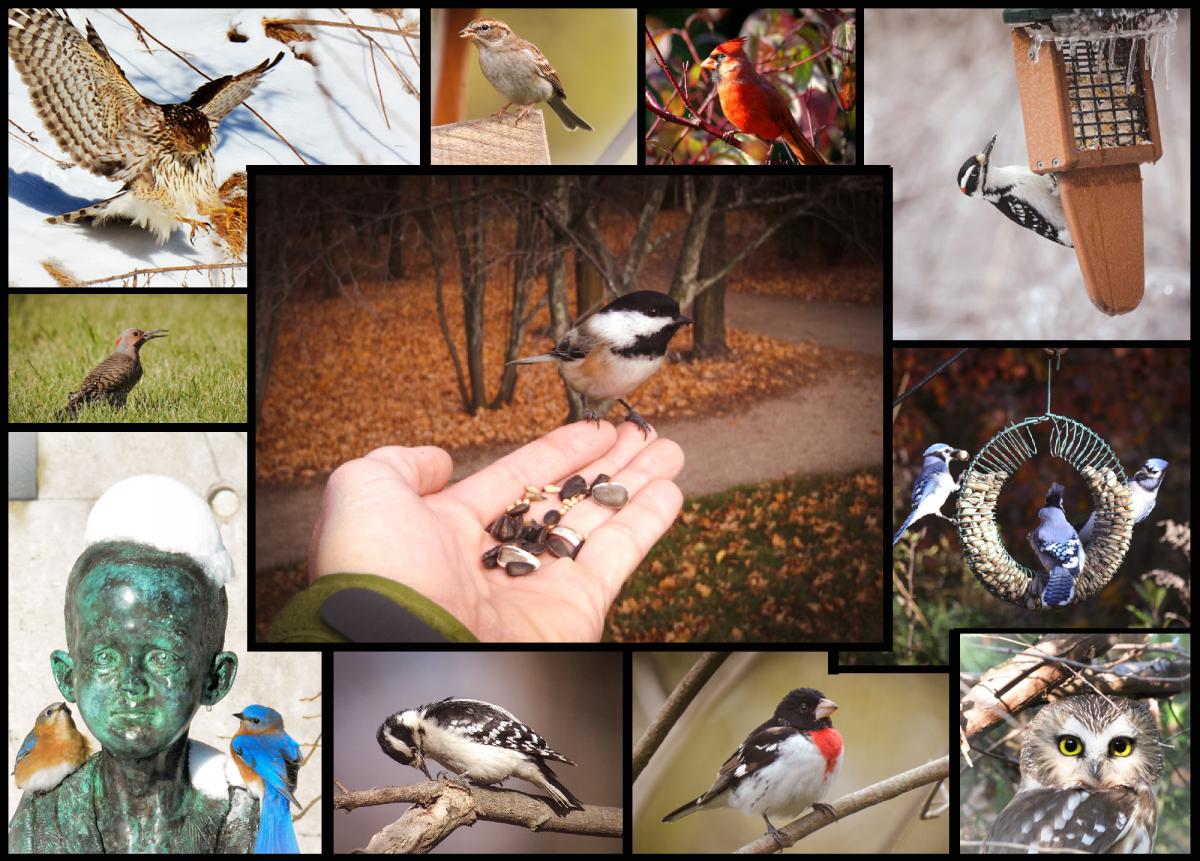 a variety of birds in the arboretum