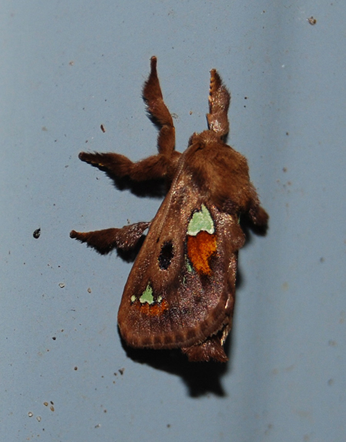 Spiny Oak Slug Moth