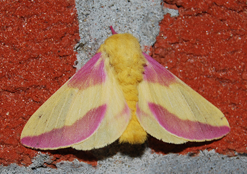 Rosy Maple Moth