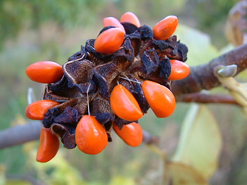 Seeds emerged from ripe fruit