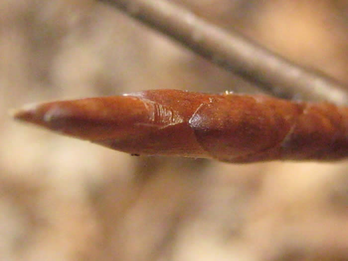 American Beech Buds