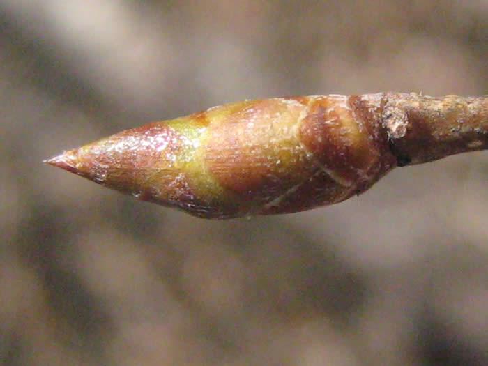 Ironwood Bud