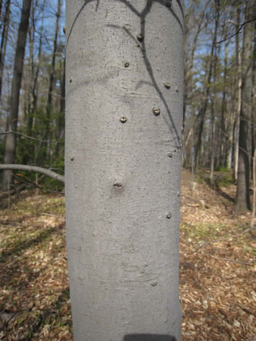 American Beech Bark