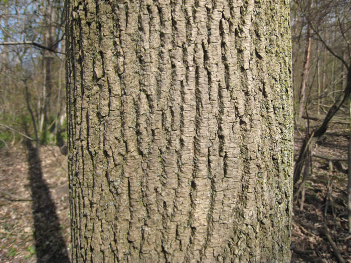Green Ash Bark