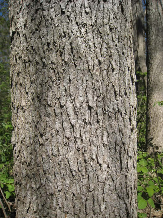 Blue Ash Bark