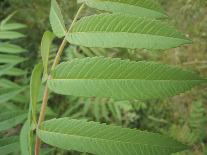 Staghorn Sumac Leaves