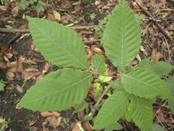 American Beech Leaves