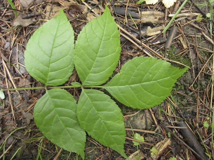 Blue Ash Leaves