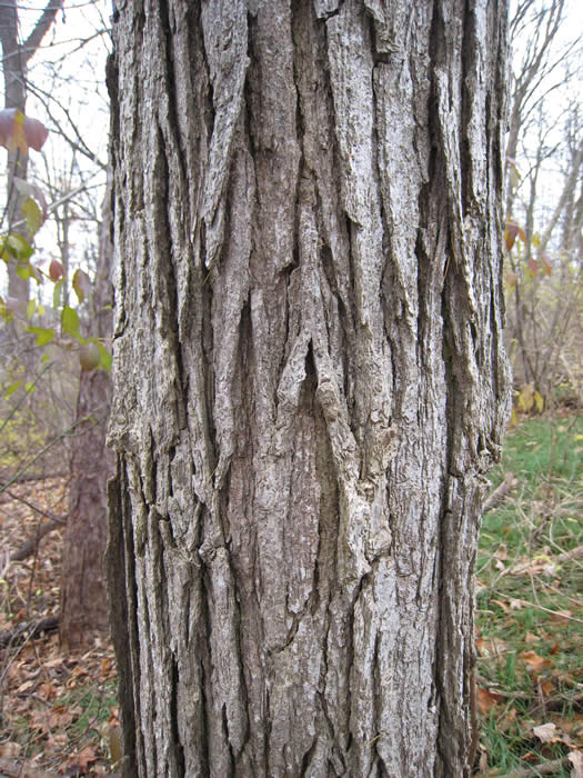Bur Oak Bark