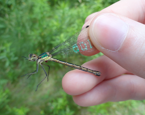 Marked Emerald Spreadwing.