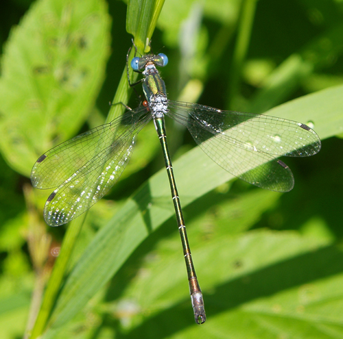 An Emerald Spreadwing showing how this genus holds its wings.