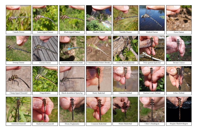 Selection of various dragonflies