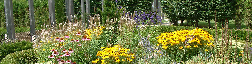 photo of garden flowers