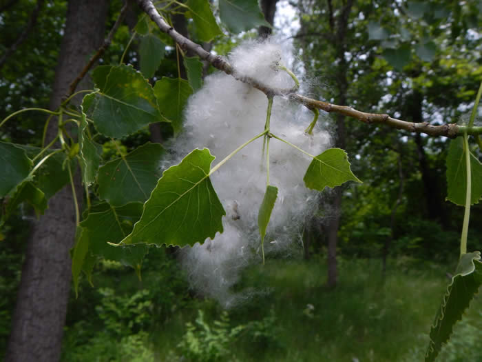 Eastern Cottonwood Cotton