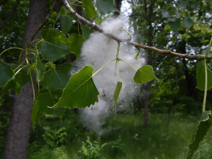 Eastern Cottonwood Populus Delotides The Arboretum