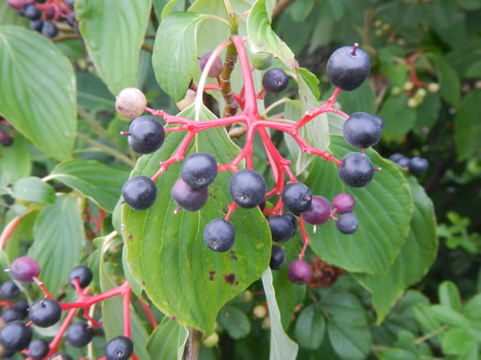 Alternate-leaved dogwood drupes