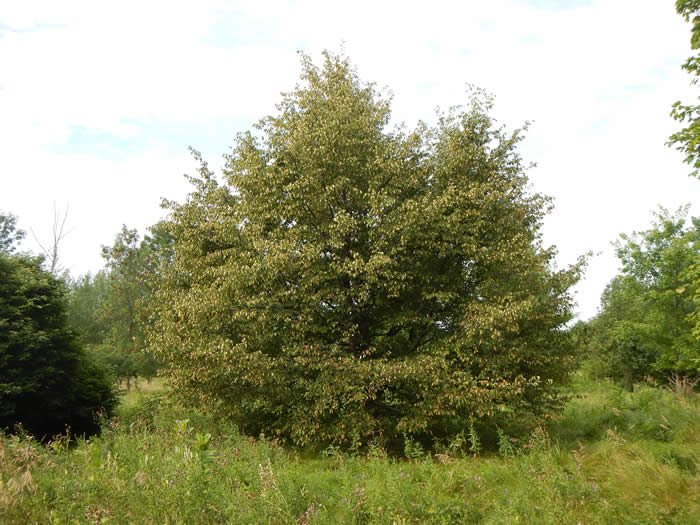 Ironwood Tree