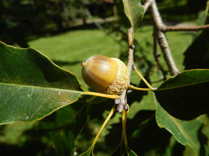 Chinquapin Oak acorn