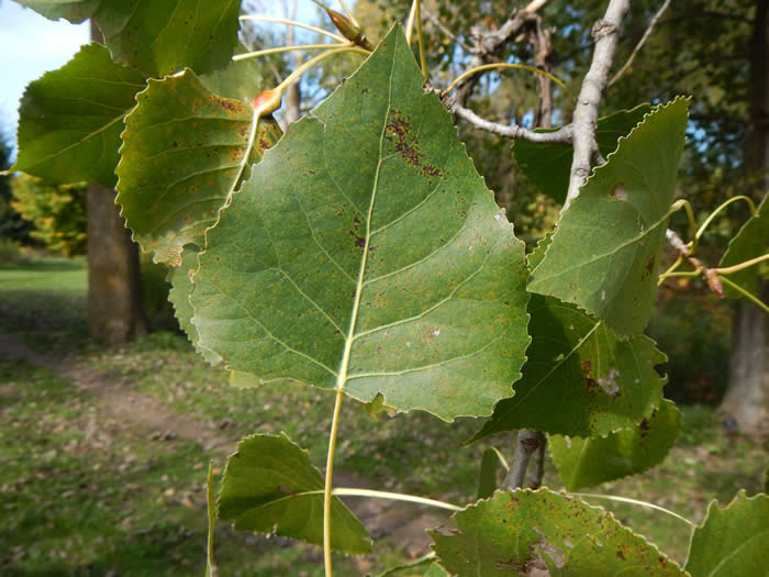 Eastern Cottonwood Leaves
