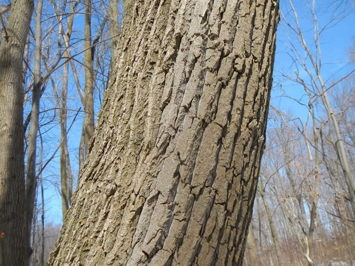 Eastern Cottonwood Trunk 