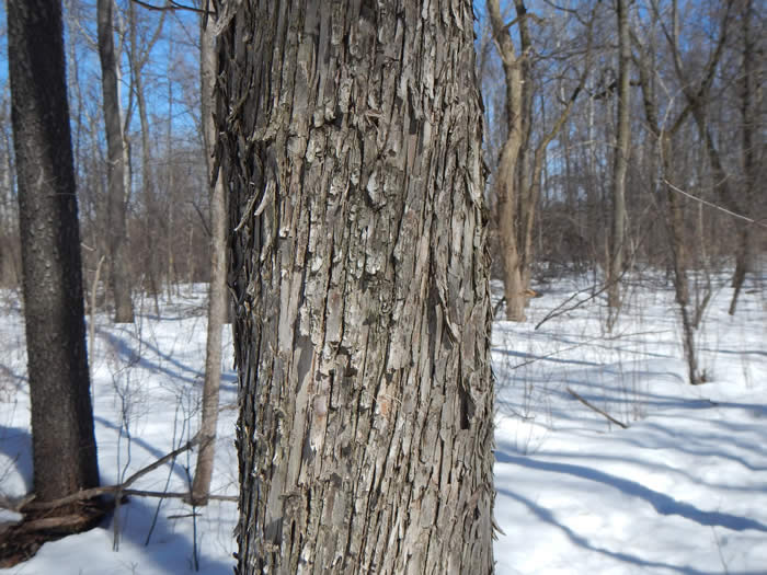 Ironwood Bark