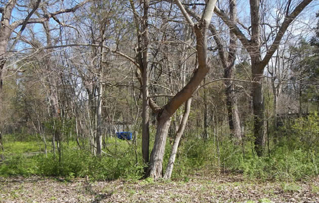 Red Mulberry Tree (No Leaves)