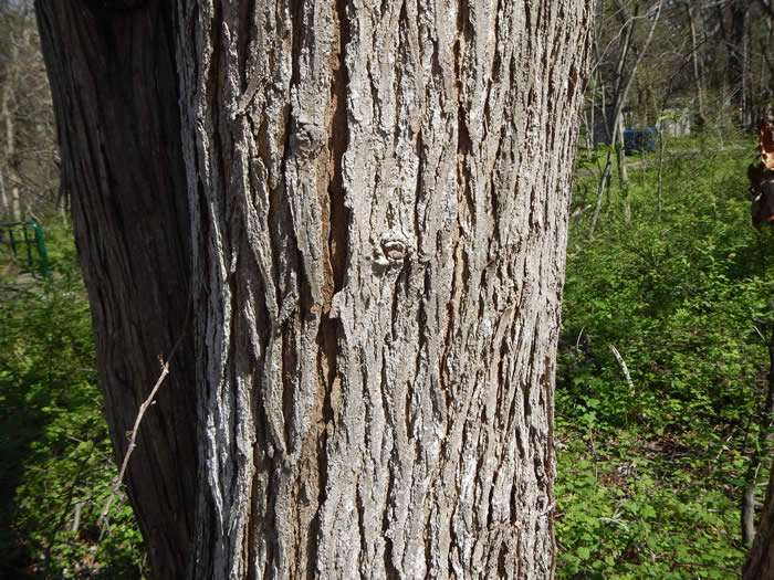 Mulberry Bark