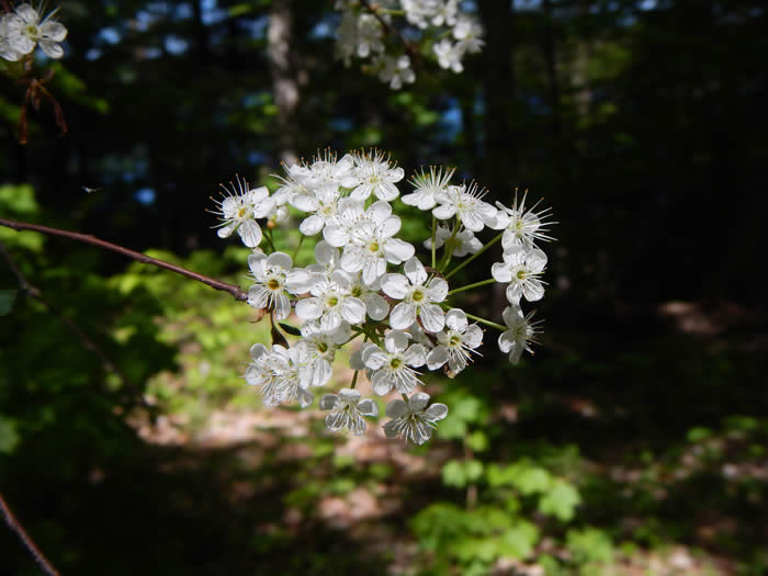 Pin Cherry Tree Flowers