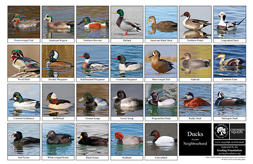 a selection of ducks