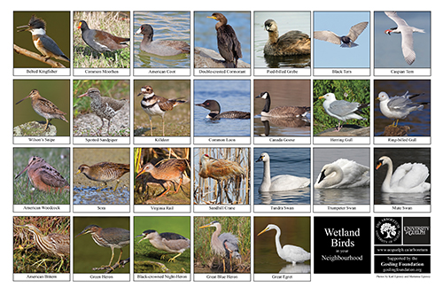 a selection of wetland birds