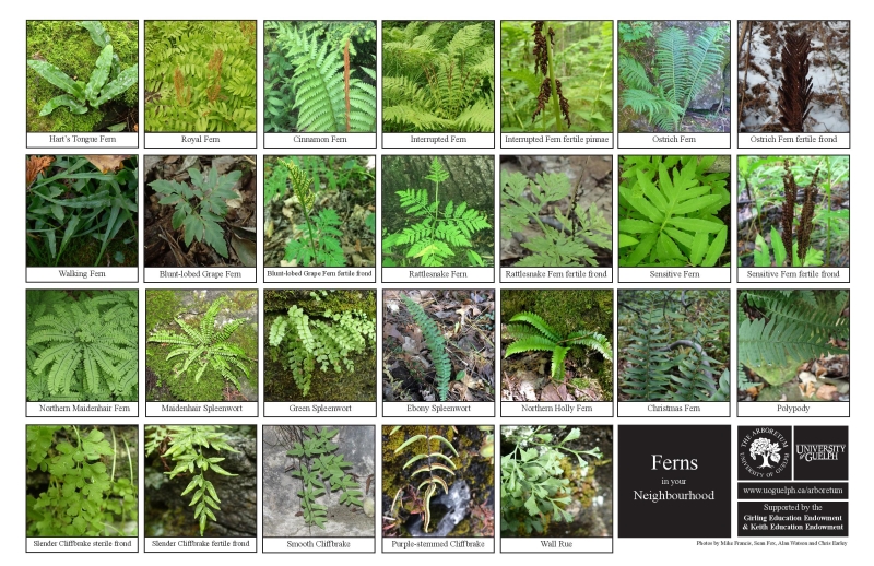Selection of various ferns