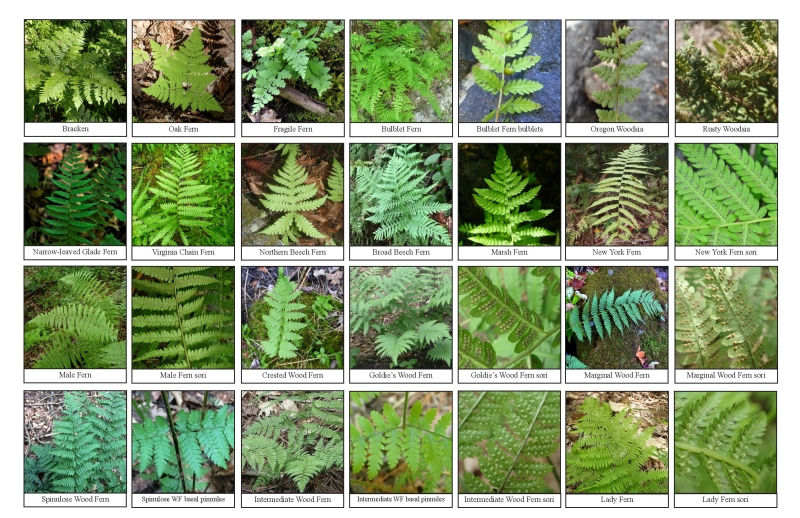 Selection of various ferns