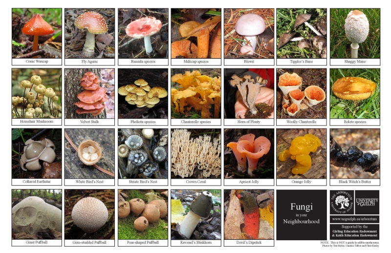 Selection of various fungi