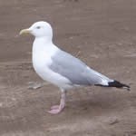 photo of a gull