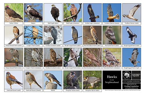 a selection of hawks and falcons