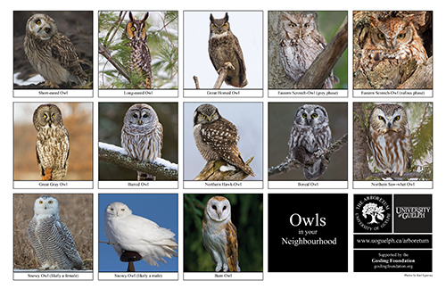 a selection of owls
