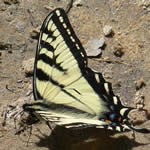 identification and biology of butterflies